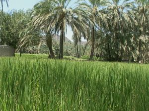 نوروز در سیستان و بلوچستان