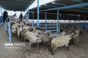 اعلام آمادگی ایران برای خرید دام زنده از پاکستان