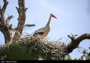 لک لک ها به مریوان رسیدند